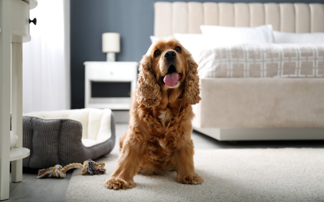 A Guide to Choosing Pet-Friendly Security Systems